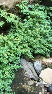 A close-up of a Pilea microphylla plant growing on a rocky surface, with some rocks visible in the foreground.
