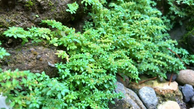 A close-up of a Pilea microphylla plant growing on a rocky surface, with some rocks visible in the foreground.