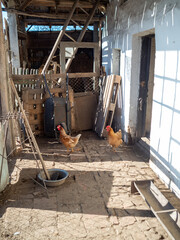 Rooster Chicken bird animal on a farm