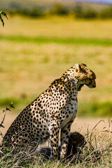 cheetah in serengeti national park