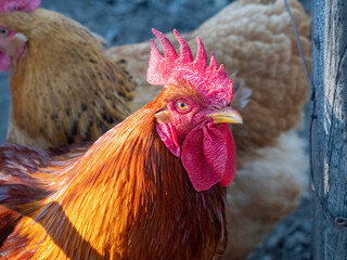 Rooster Chicken bird animal on a farm