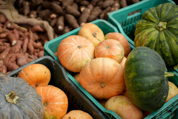 Colorful varieties of pumpkins 