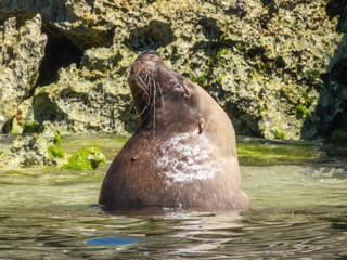Australian Sea Lion (Neophoca cinerea) in Australia