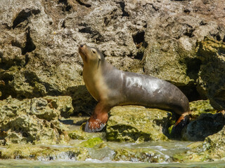 Australian Sea Lion (Neophoca cinerea) in Australia