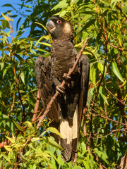 Carnaby's Black-Cockatoo (Zanda latirostris) in Australia