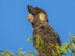 Carnaby's Black-Cockatoo (Zanda latirostris) in Australia © Imogen