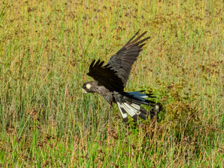 Carnaby's Black-Cockatoo (Zanda latirostris) in Australia