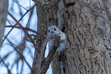 北海道　エゾモモンガ　小動物　哺乳類　かわいい