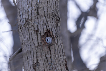 北海道　エゾモモンガ　小動物　哺乳類　かわいい