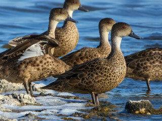 Grey Teal (Anas gracilis) in Australia