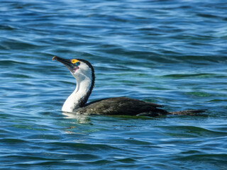 Pied Cormorant (Phalacrocorax varius) in Australia