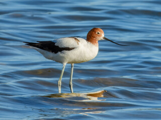 Red-necked Avocet (Recurvirostra novaehollandiae) in Australia