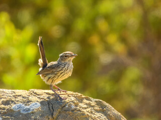 Western Fieldwren (Calamanthus montanellus) in Australia