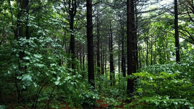 숲에 비가 오는 소리, 힐링 빗소리 ASMR