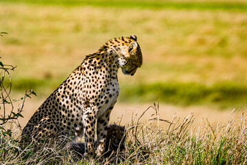 cheetah in the grass magical sunset sundowner wild wildlife animals, savannah grassland, wilderness, Maasai Mara National Reserve, Narok County, Kenya East Africa Great Rift Valley