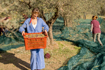 A woman carrying a crate filled with freshly harvested olives in a picturesque olive grove. Green...
