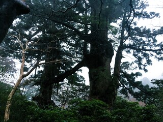 不気味な巨木、幽玄で荘厳な山奥の秘密。
