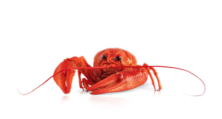 One red crayfish is highlighted on a white background. front view