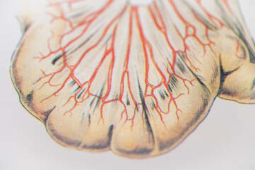 Mesentery of Small Intestine in an anatomical illustration.