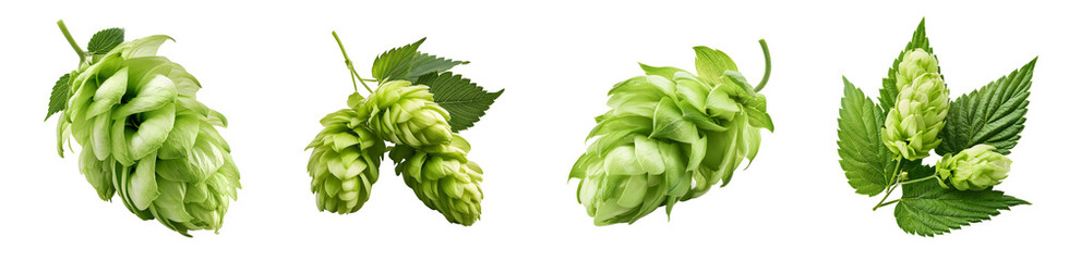 Fresh Green Hops with Leaves