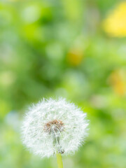 タンポポの綿毛のある風景