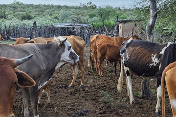 livestock cattle cows in enclosure, african village kraal for cattle or other small stock,...