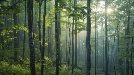 Naklejka premium Serene Forest Sunrise with Sunlight through Trees