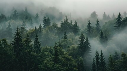 Tranquil Misty Forest in Early Morning