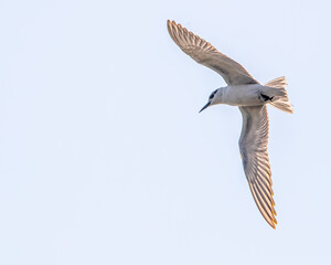 A Gull-Billed tern