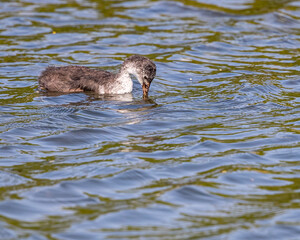 A juvenile coot
