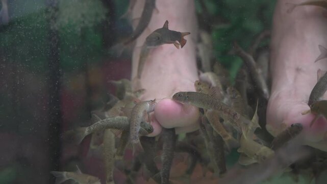Fish pedicure, a procedure using garra rufa fish to nibble and remove dead skins on the feet. Rufa Garra fish spa pedicure massage treatment.

