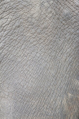 Elephant skin, close-up, background texture