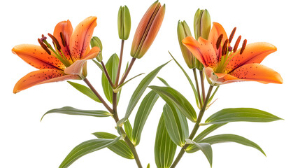 Obraz premium Elegant blooming lilies with buds, cut out isolated on transparent background