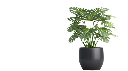 Green monstera plant in a black pot, cut out isolated on transparent  background