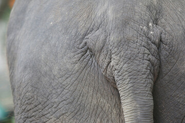 Fototapeta premium Elephant skin, close-up, background texture