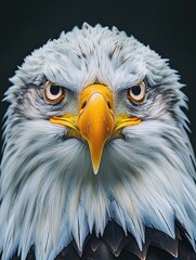 Obraz premium Awe-Inspiring Eagle Portrait with Flawless Lighting and Super Fine Details