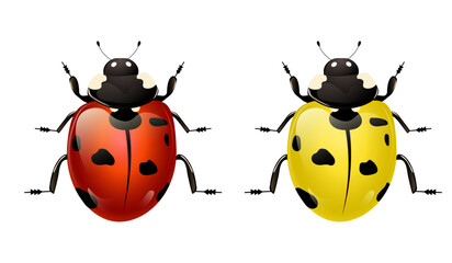 Fototapeta premium ladybug isolated on white background