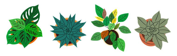 Potted plants set, above top view. Green leaf houseplants overhead. Natural home and office interior decoration growing in flowerpots, planters. Flat vector illustrations isolated 