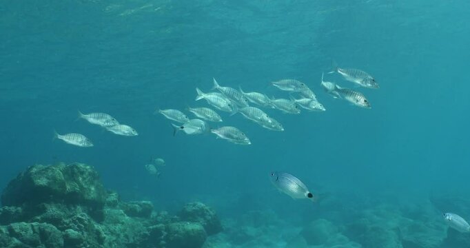 Lithognathus mormyrus fish school underwater sand steenbras