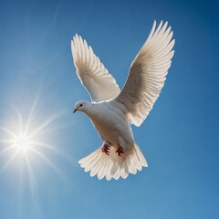 Obraz premium dove in the sky