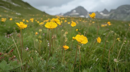Obraz premium Yellow Wildflowers in Mountain Meadow Under Cloudy Sky