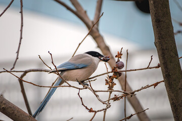 An azure winged magpie (Cyanopica cyanus) is eating cherries on a branch