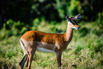 young impala antelope