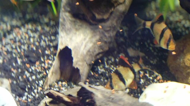 Blurry and defocused footage of fish eating pellets. Fish swim happily as pellets spread inside the aquarium tank. Feeding fish. Aquascape arts. Aquatic Fish Tank in 4K Resolutions