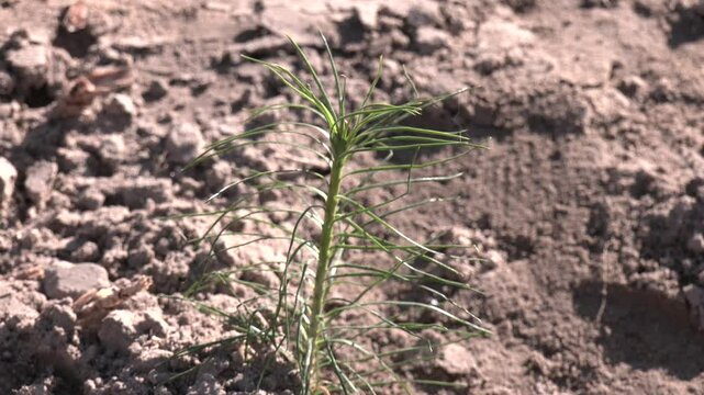 Planting young pines in the forest belt. Coniferous forest restoration. Planting fir trees for the new year. Forest creation. Afforestation and Regrow Forests.