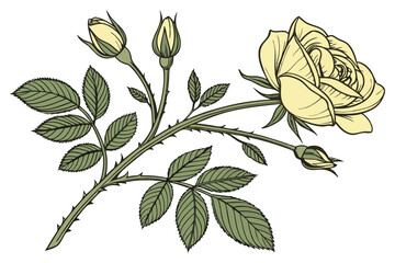 Yellow rose bloom, botanical illustration, vintage floral art, detailed petals, green leaves, rose buds, scientific drawing style, crisp lines, soft shading, pale yellow flower, realistic plant anatom