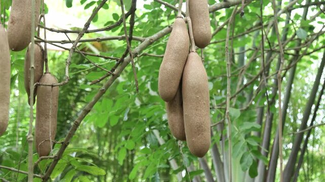The rare and exotic sausage plant (Kigelia africana) produces unique brown fruit.