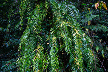 奄美大島, 世界自然遺産の森
