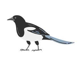 Magpie bird. Flying feathered. Animals, nature and ornithology. Cartoon vector illustration isolated on white background