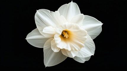 Closeup White Daffodil On Black Background